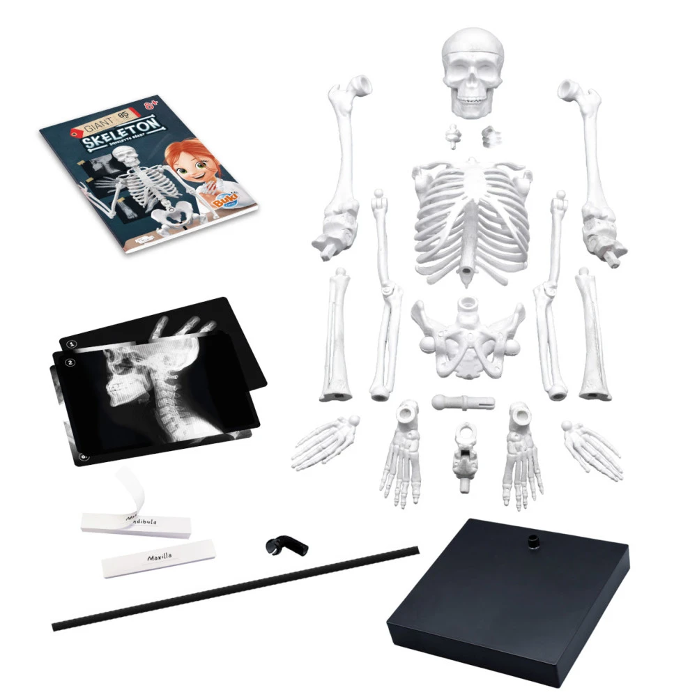 Squelette Humain à Assembler De 85cm - Buki France 4 Squelette Humain à Assembler De 85cm - Buki France – Image 2