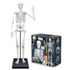 Squelette Humain à Assembler De 85cm - Buki France -Jouets Éducatifs Boutique buki2181
