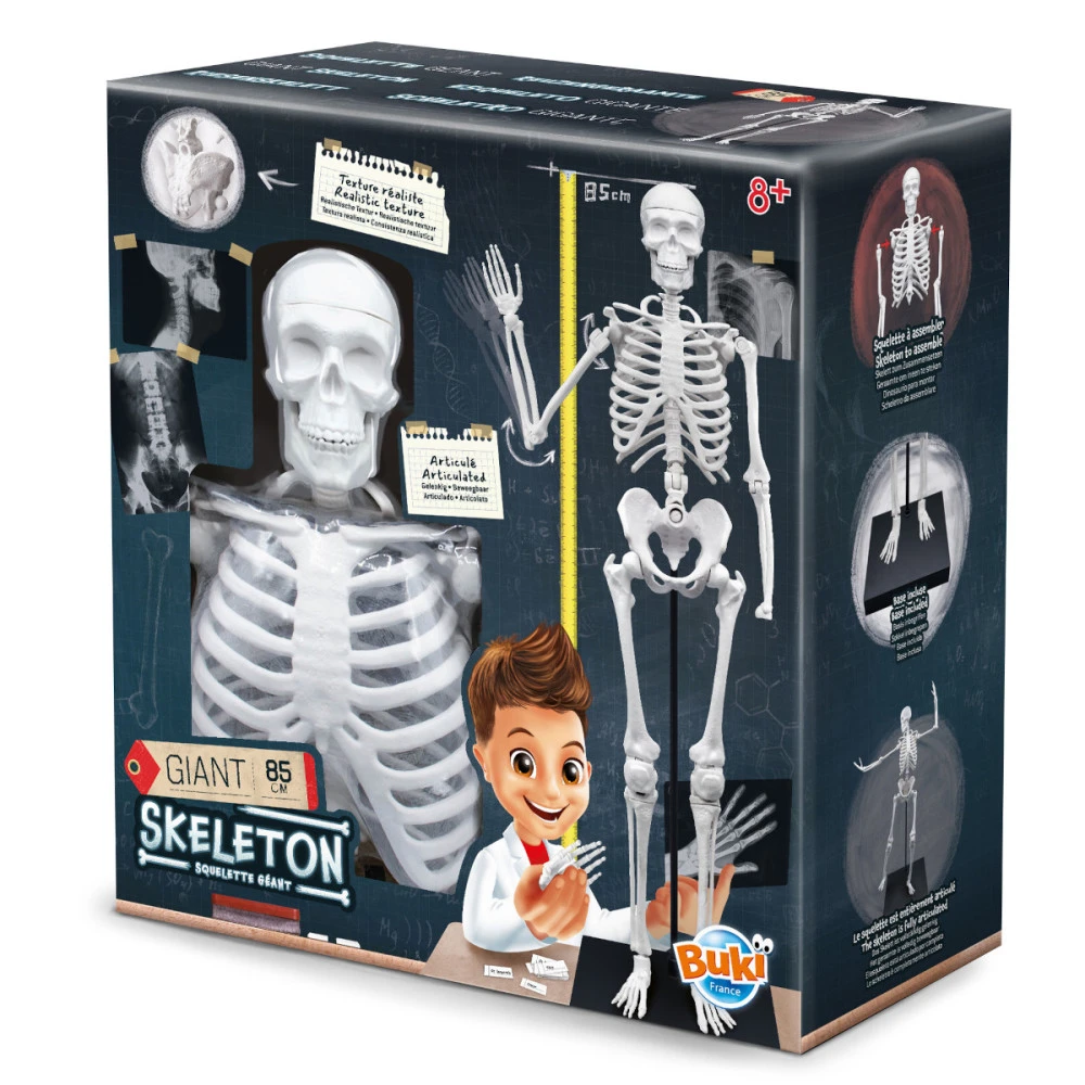 Squelette Humain à Assembler De 85cm - Buki France 5 Squelette Humain à Assembler De 85cm - Buki France – Image 3