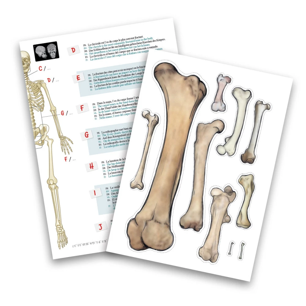 Squelette Humain à Assembler De 85cm - Buki France 6 Squelette Humain à Assembler De 85cm - Buki France – Image 4